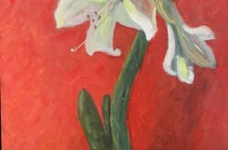 Witte amaryllis